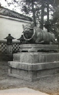 Bull in Temple grounds at Kioto