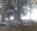Deer at Kasuga