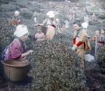Tea picking at Uji in Kioto