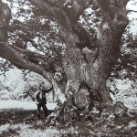 The Capon Tree at Jedburgh