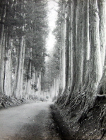 Avenue of Cryptomeria in Nikko