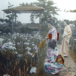 Horikiri Iris Garden in Tokyo