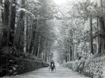 Tree lined avenue at Nikko