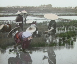 Japanese rice plantation