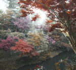 Autumn Maples at Oji in Tokyo